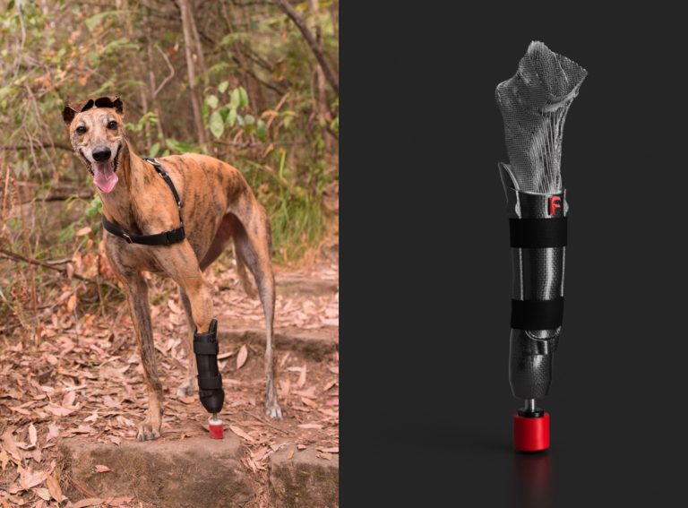 Meet Australia’s first pup with a 3D printed prosthetic leg In the Fold