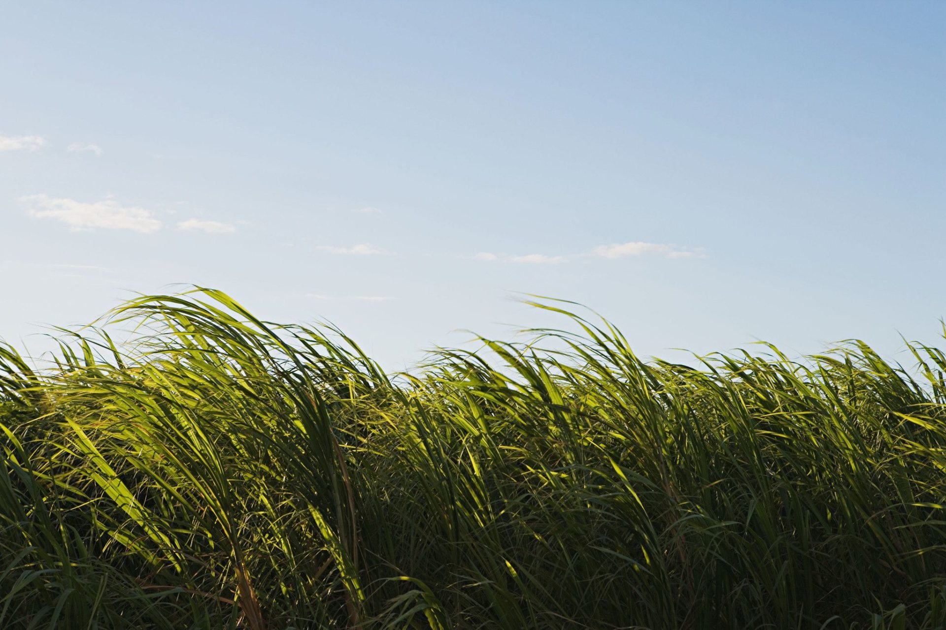 Grass in wind