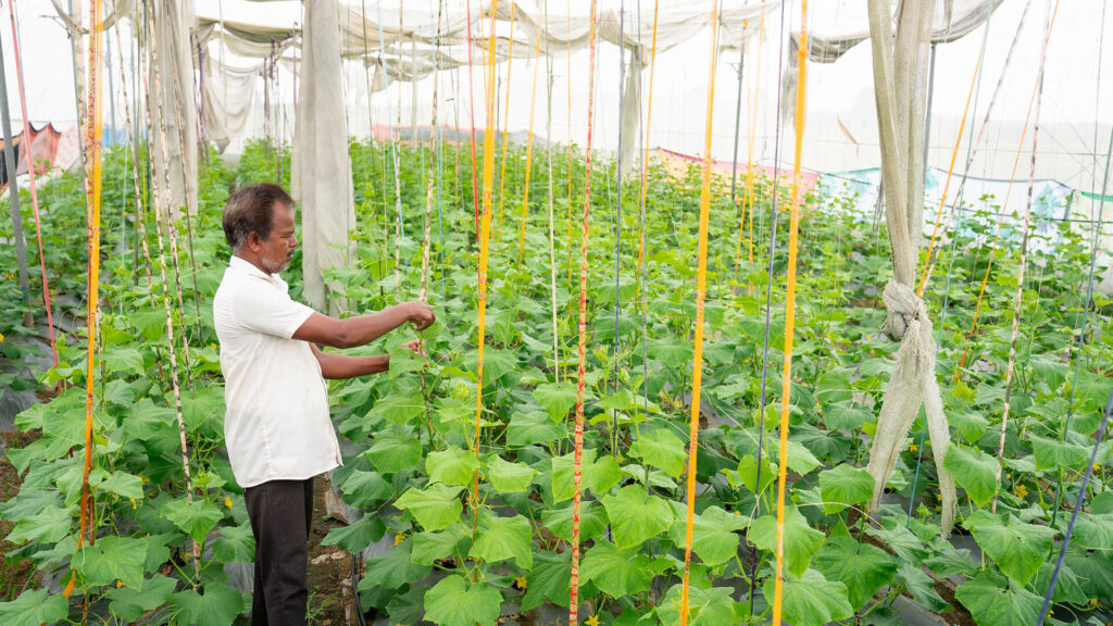 A man tending to the plants in a flourishing greenhouse in India.