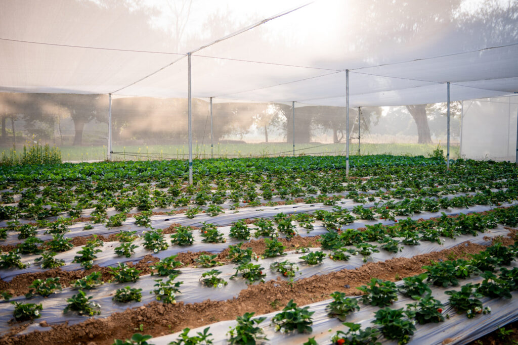 Photo of working greenhouse