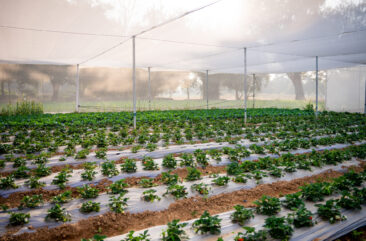 Photo of working greenhouse