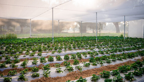 Photo of working greenhouse